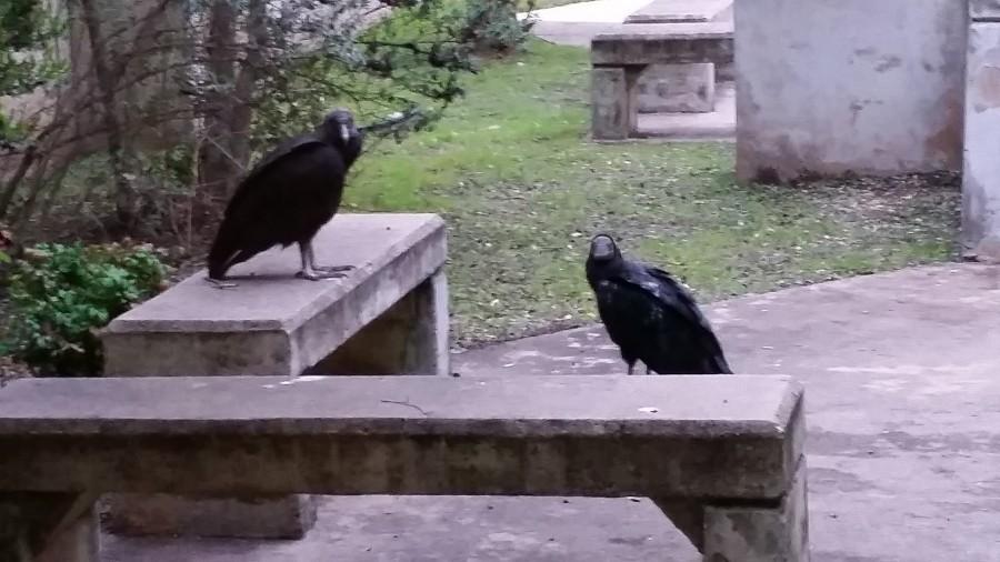 A+nesting+pair+of+black+vultures+has+made+its+home+in+the+courtyard+between+the+D+and+E+halls.+Photo+by+D.+Fritch.