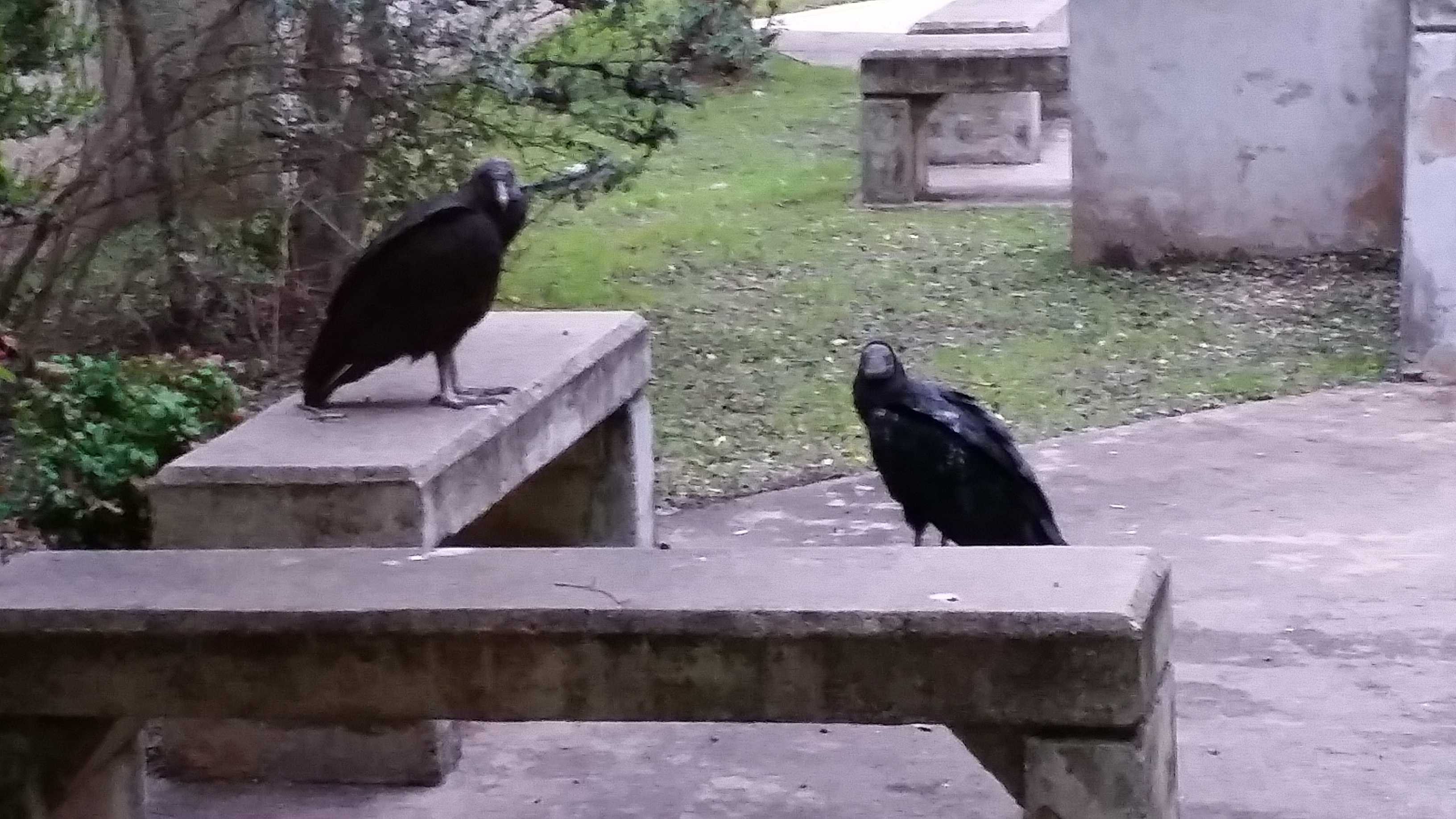 Vulture+Couple+Makes+Home+in+Courtyard