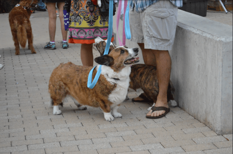 A corgi waits excitedly for the Dogtober Trot to start.