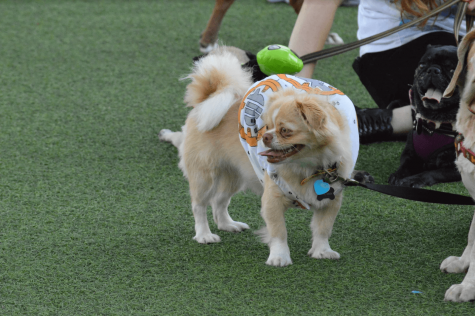 A dog dressed as BB8 awaits raffle reveals.