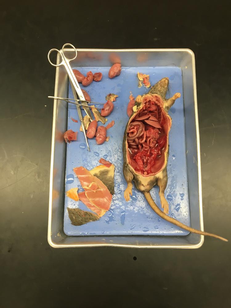 Anatomy+and+Physiology+Students+Dissect+Rats