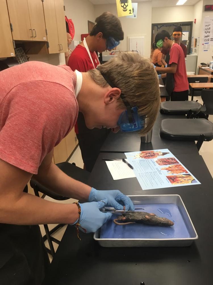 Jeb Armstrong 19 makes a sagittal cut of the rat during the dissection. 
