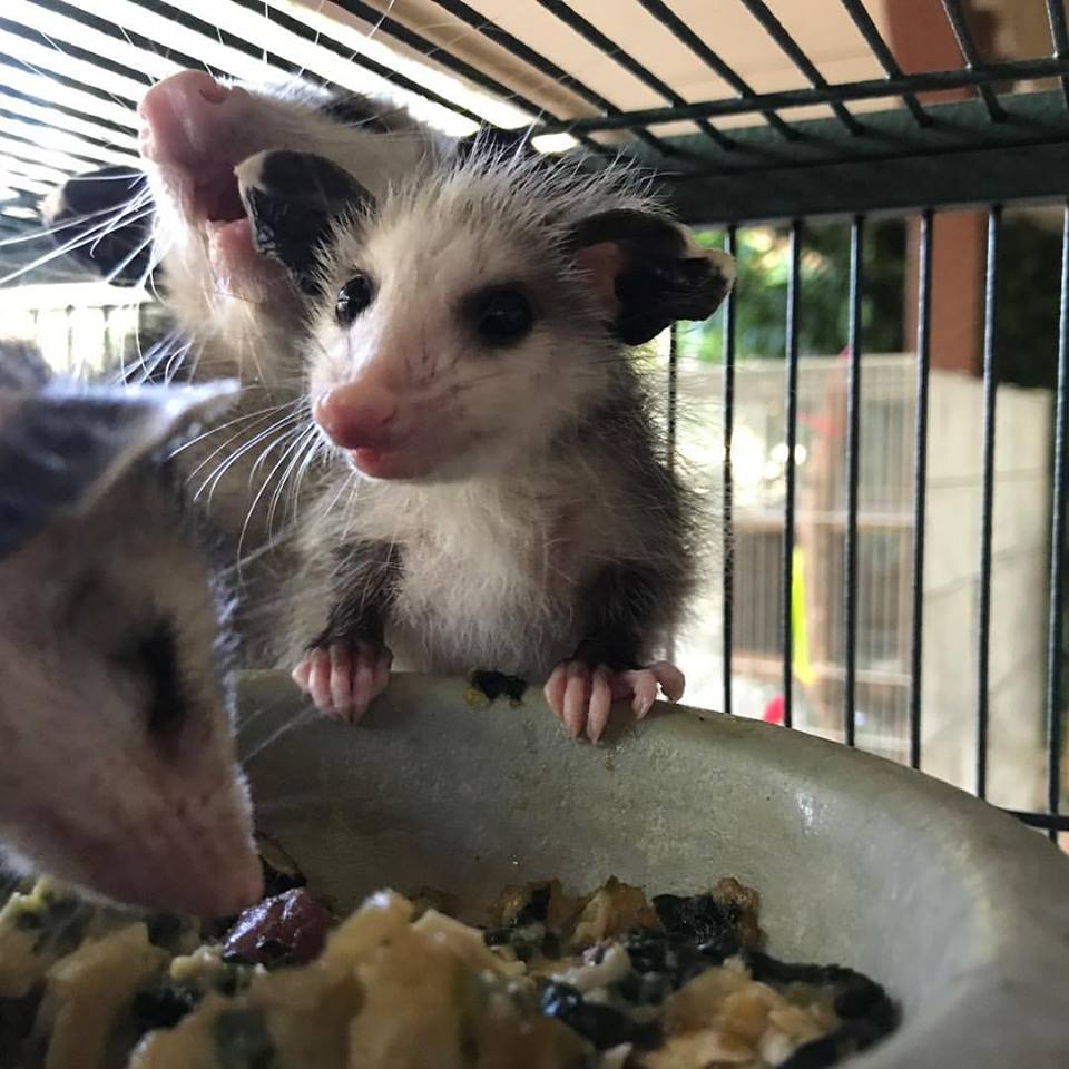 A young possum and friends enjoying their food. 