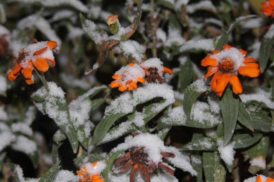 The snow catches onto bright flowers.