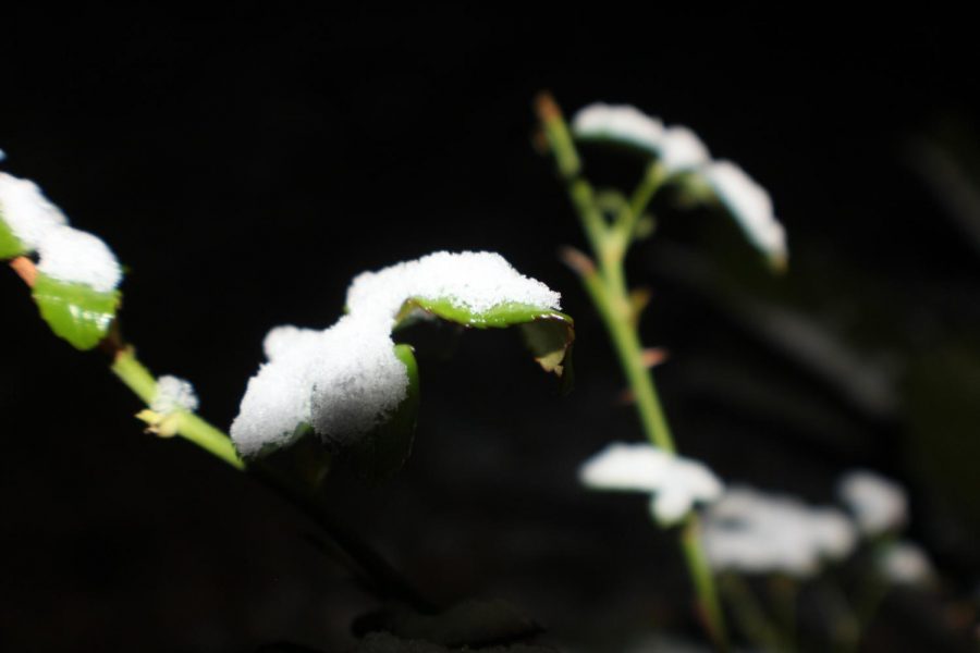 Snow catches onto leaves.