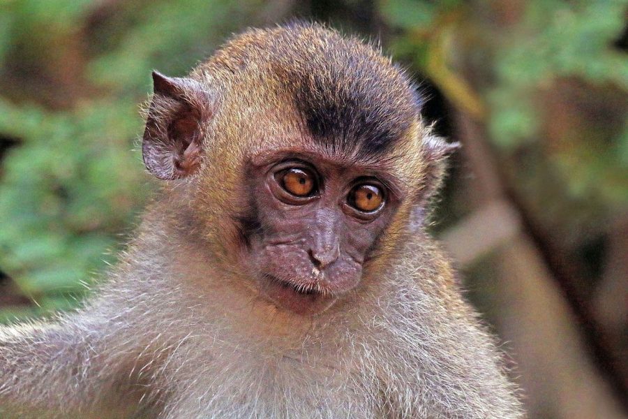Chinese Scientists Successfully Clone Primates