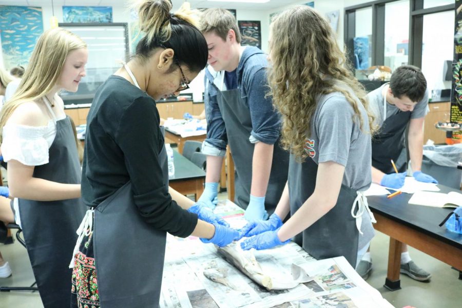Sarah Armosky 20, Emma Galley 20, and Connor Galley 20 focus on their dissection.