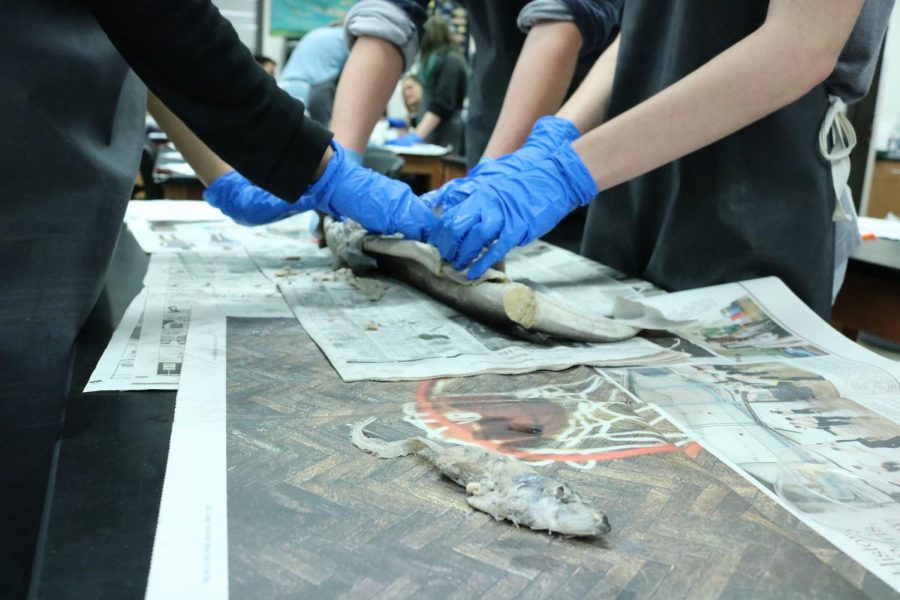 Students find a partially digested fish in the stomach of their dissected shark.