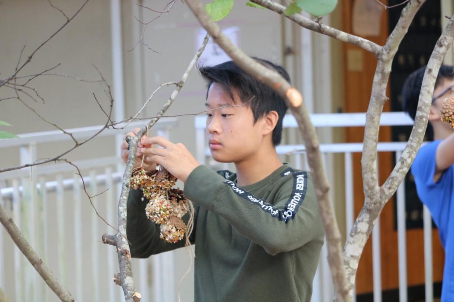 Justin Gao 23 concentrates as he hangs his first bird feeder on a branch. 