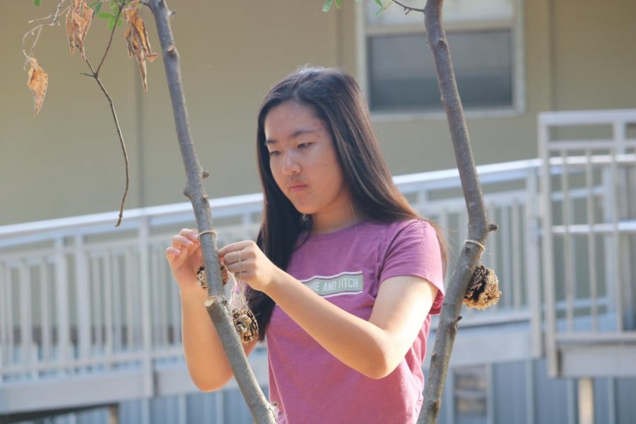 After completing the bird feeders, Alyssa Zhu 21 ties two on a nearby branch. 