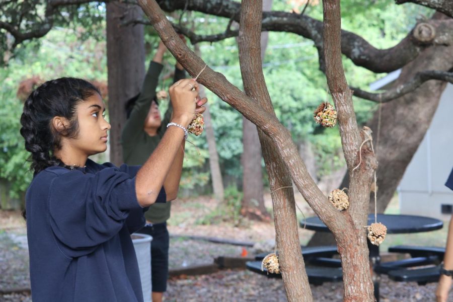 Aria Hegde 22 hangs her last homemade bird feeder on a tree covered with other feeders. 