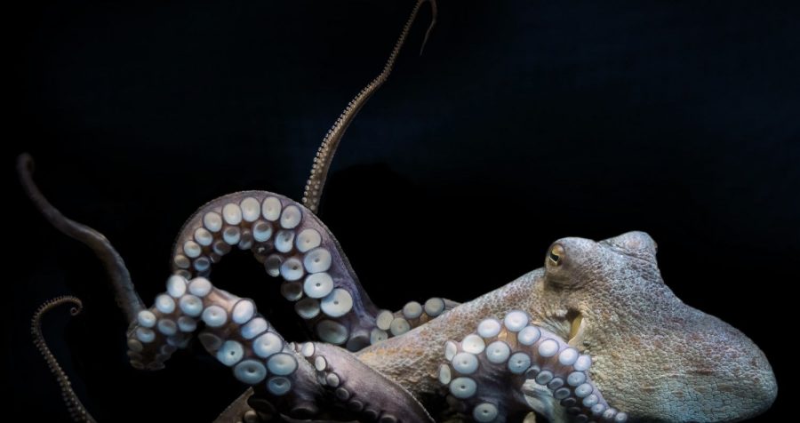 How much do you know about octopi?