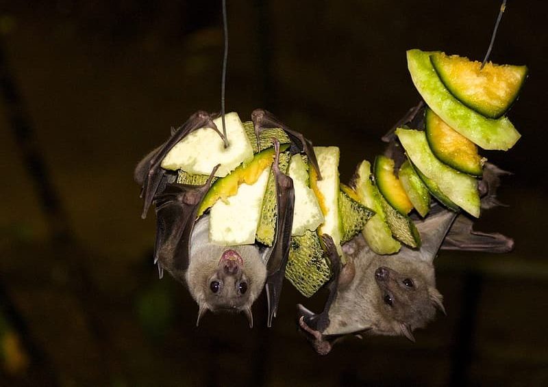 How Much Do You Know About Bats?