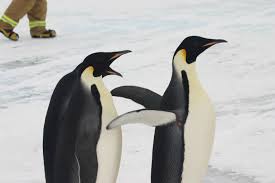 How Much Do You Know About Penguins?