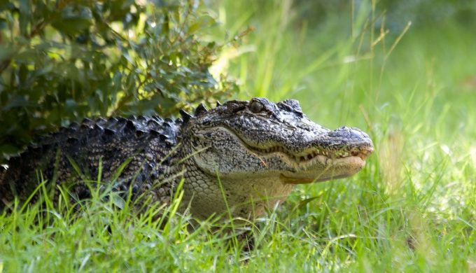 In December 2021, there were reports of alligators roaming in Austin. The Texas Parks and Wildlife Department has been making plans to remove the alligators.
Photo courtesy of Robert Berkowitz