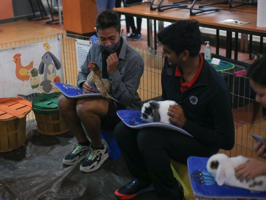 Arohan Shrestha ‘22 and Pranav Josyula ‘22 conversate as they pet the small animals. The event was run by the PTSA and Tiny Tails petting zoo. “It was fun, relaxing, and I love animals so that was an added bonus,” Josyula said.
