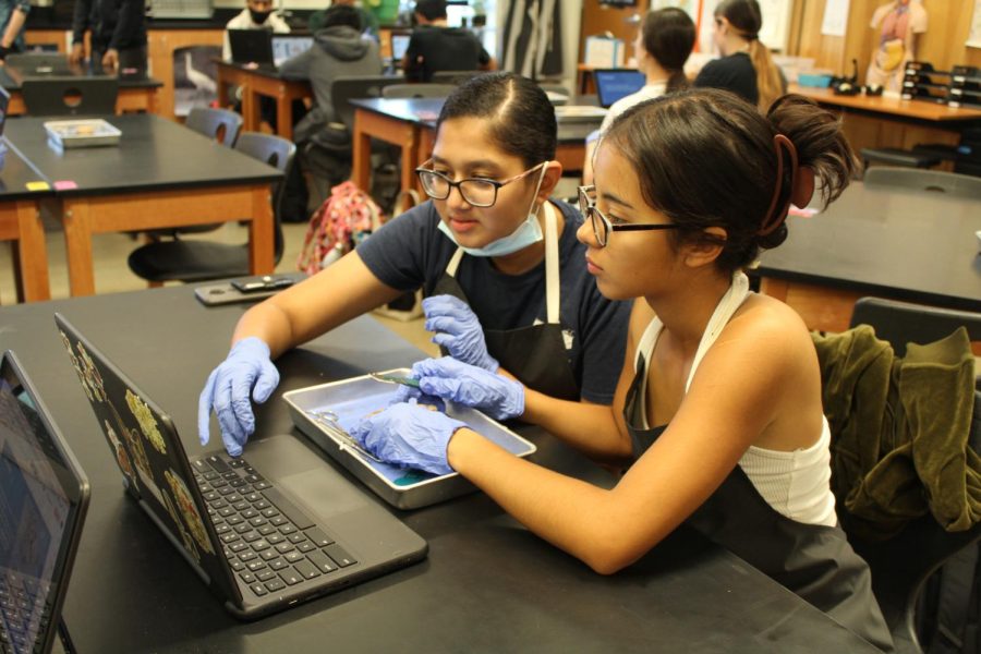 Following along with instructional slides, Ojal Kalyani 24 and Angelica Hernandez 24 collaborate to dissect a sheep brain. The slides contain step-by-step directions that members can follow at their own pace.