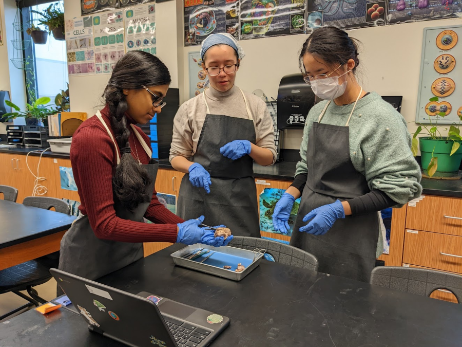 Using scissors, Anatomy & Dissection Club Student Council Representative Mishree Narasaiah ‘25 dissects a cow eyeball. Club officers participated in the dissection along with other members.