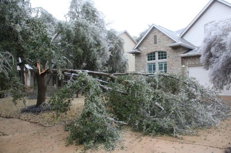 Collapsing under the weight of ice, a downed tree leaves debris on the driveway of an Austin residence. 