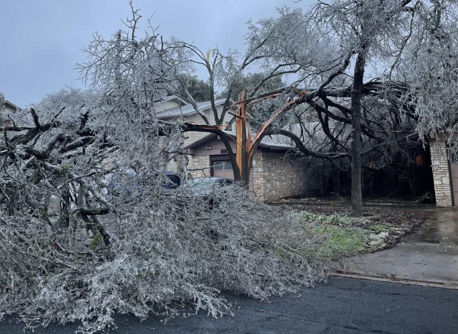 Trees buckle under the weight of accumulated ice. Fissures such as this one were a common sight across Northwest Austin neighborhoods. 