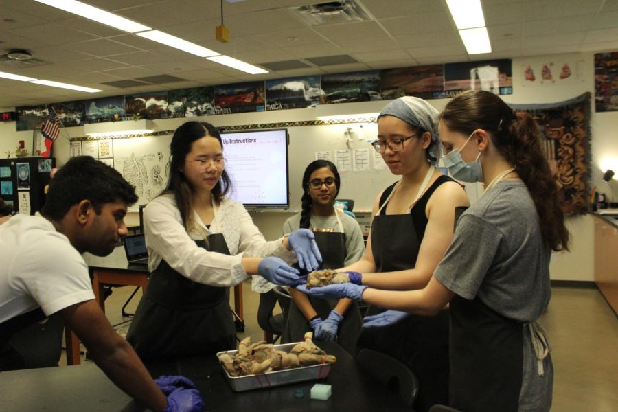 Holding the fetal pigs head, Anatomy & Dissection Club officers Sanjay Balasubramanian 23, Einez Wu 23, Mishree Narasaiah 25, Nicole Wang 24, and Valentina Larina 23 examine the pigs organs. Due to changes that the officer team implemented this school year, club officers were able to participate in dissections as well as walk around the room to assist other members.