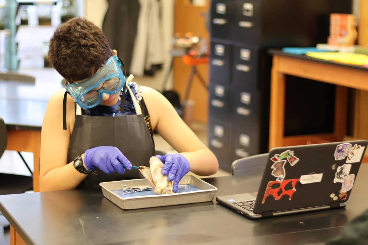 Using a scalpel, Tyler Martinez 27 inspects the inside of a sheep heart. The sheep heart dissection provided club members the hands-on opportunity to explore the anatomy of mammal hearts.