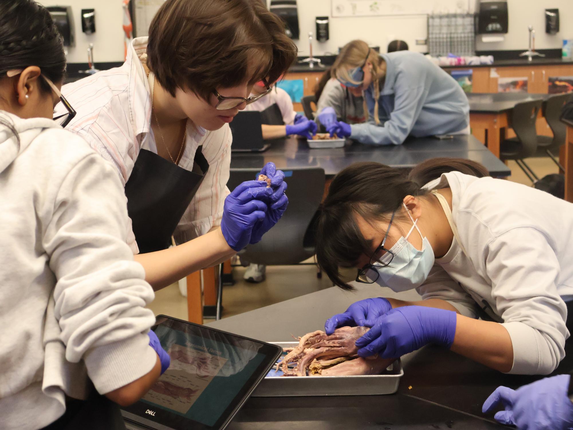 Anatomy+%26+Dissection+Club+Gets+Their+Hands+Inky+for+Squid+Dissection