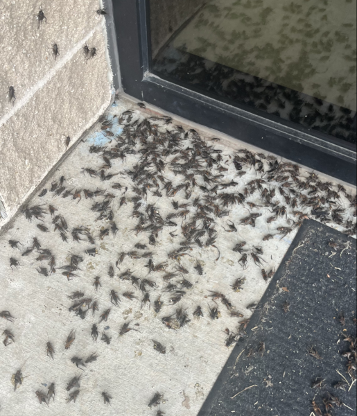 Since late August, crickets have been appearing in massive amounts around campus. The presence of these insects, along with their smell and sound, have  been affecting the comfort of students.