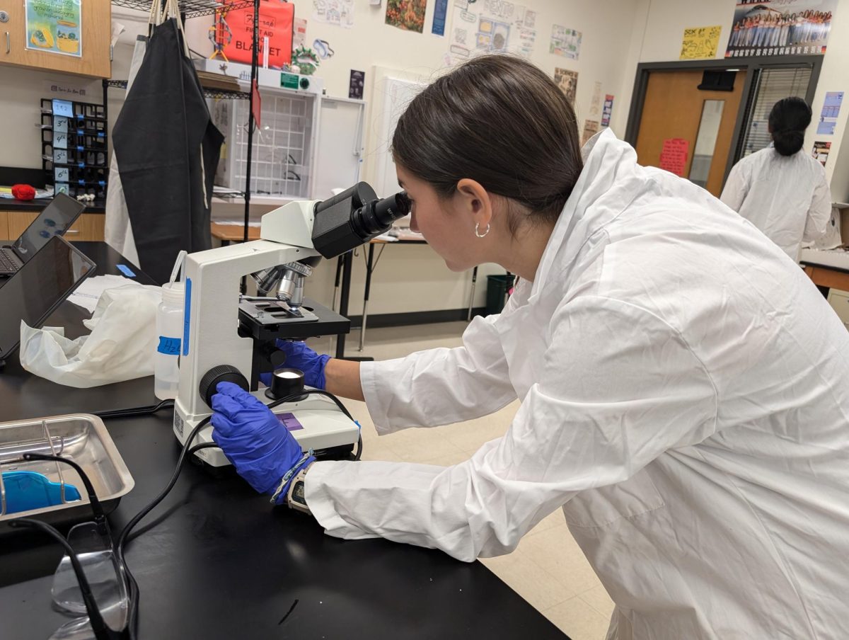 Examining her cells through a microscope, Mia Ippolito ‘25 conducts the last step of the simple stain lab taking in place in the Medical Microbiology class. During the lab, students were able to explore the process of fluorescent staining and using the microscopes to examine a unique cell type. 