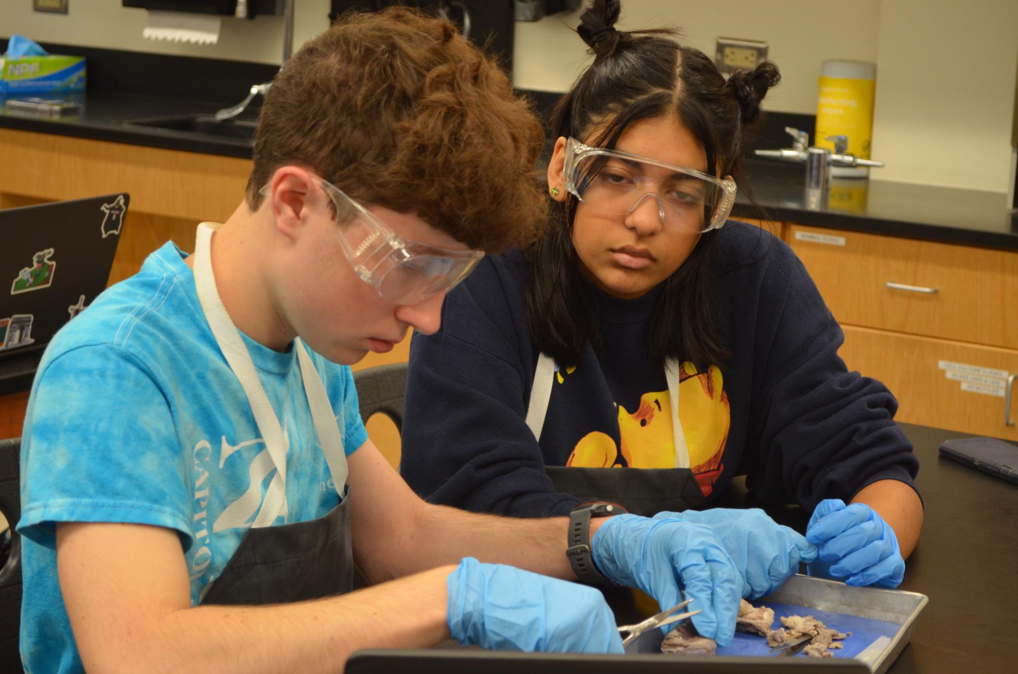 Anatomy & Dissection Club Returns With Cow Eye Dissection