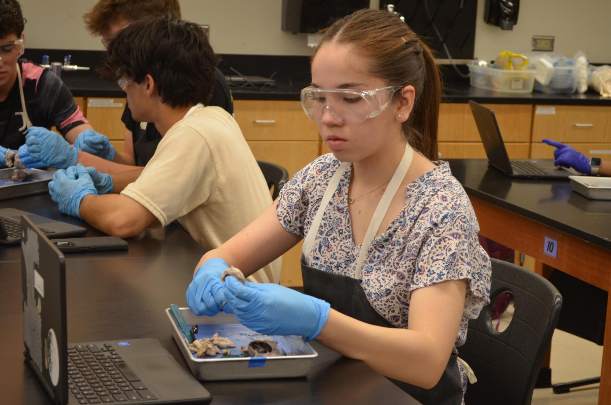 Anatomy & Dissection Club Returns With Cow Eye Dissection