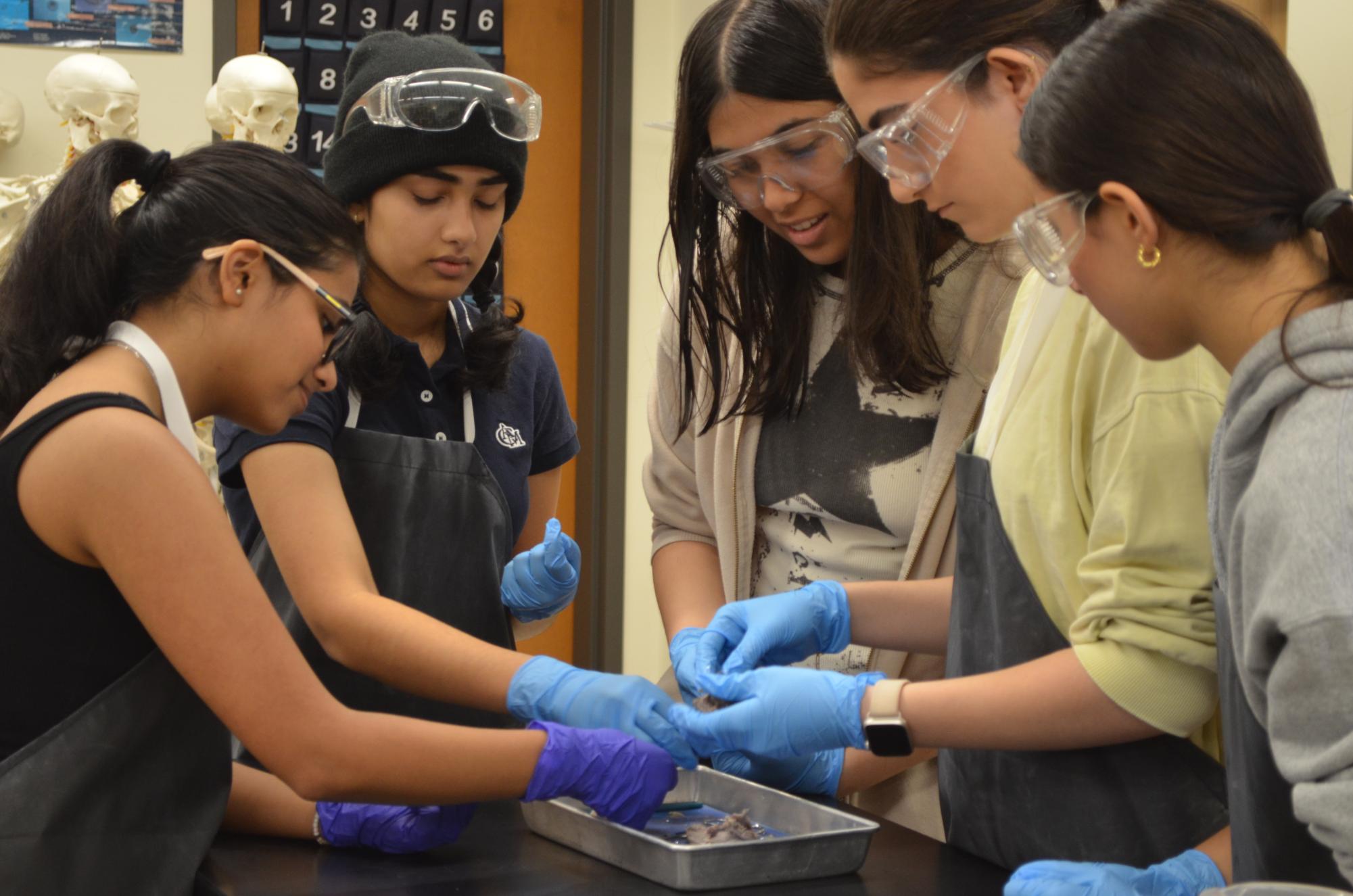 Anatomy & Dissection Club Returns With Cow Eye Dissection