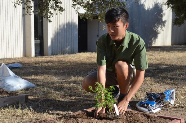 In one of the newly made garden beds, Christopher Li '25 sets a plant in the soil. He collected a variety of plants and seeds to include in the garden. "I also collected [a lot of the seeds I sowed] outside in neighborhoods, parks, and sometimes on the side of the road," Li said.