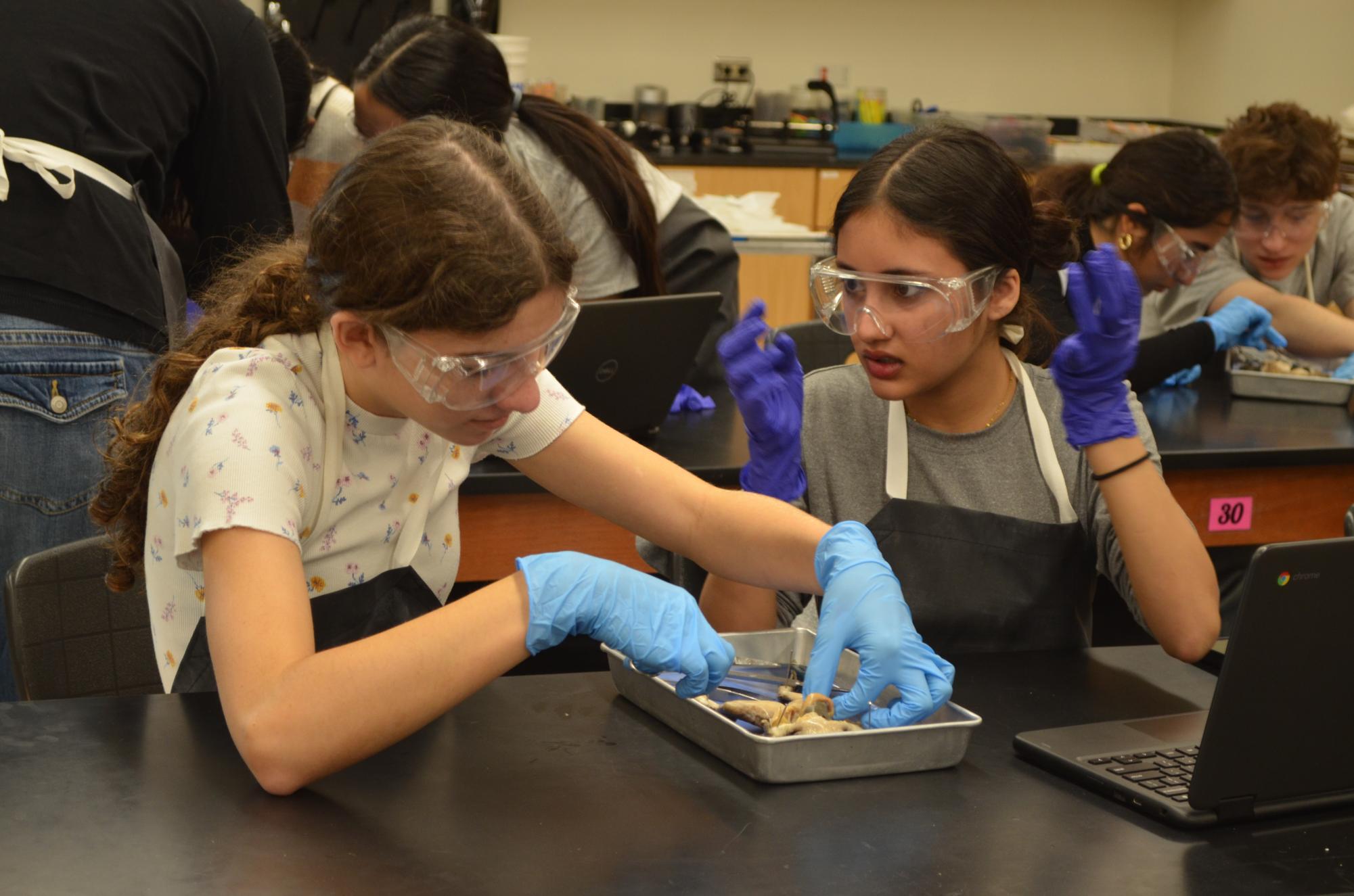 Anatomy and Dissection Club Leaps into Frog Dissection