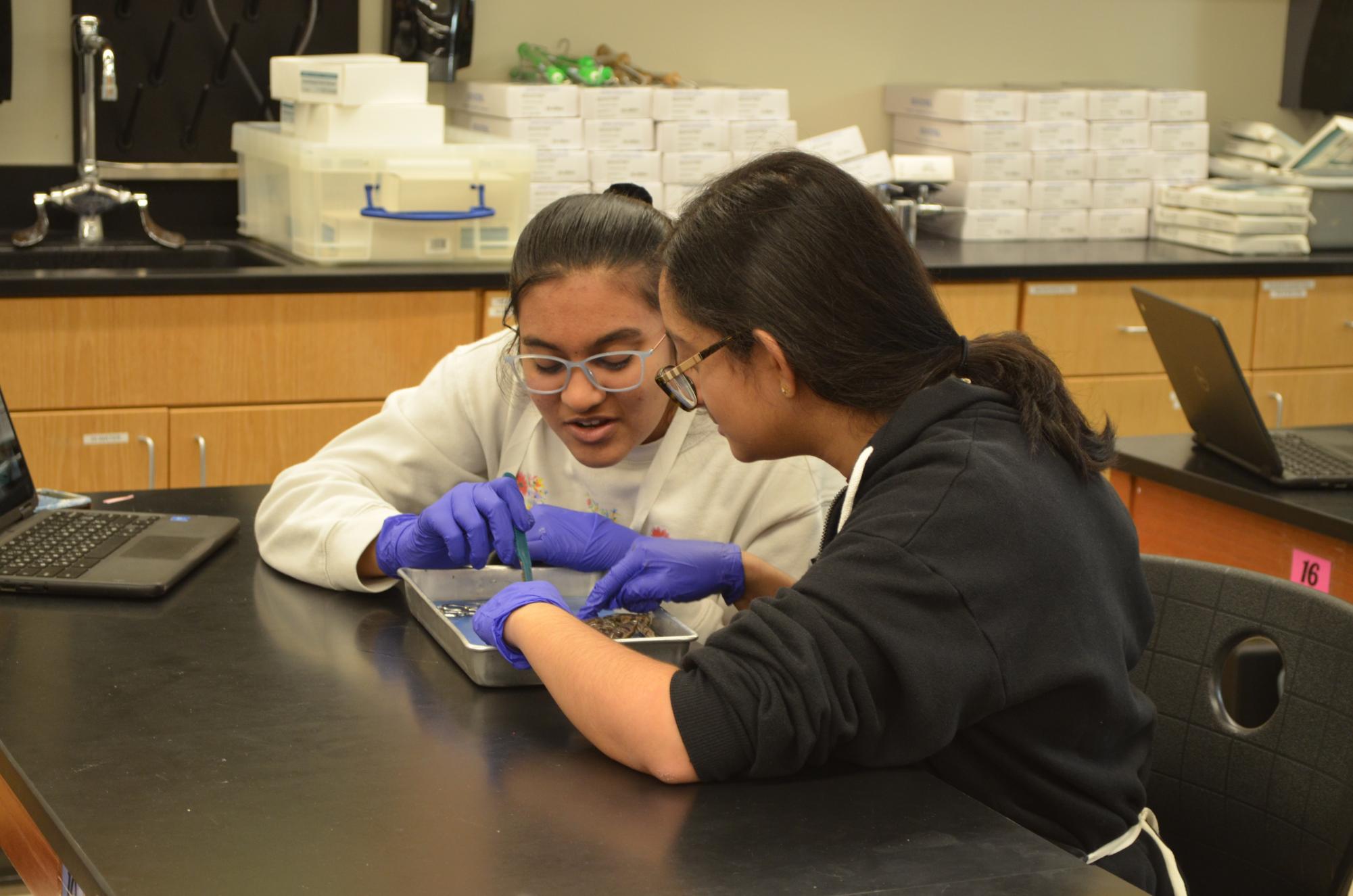 Anatomy and Dissection Club Leaps into Frog Dissection