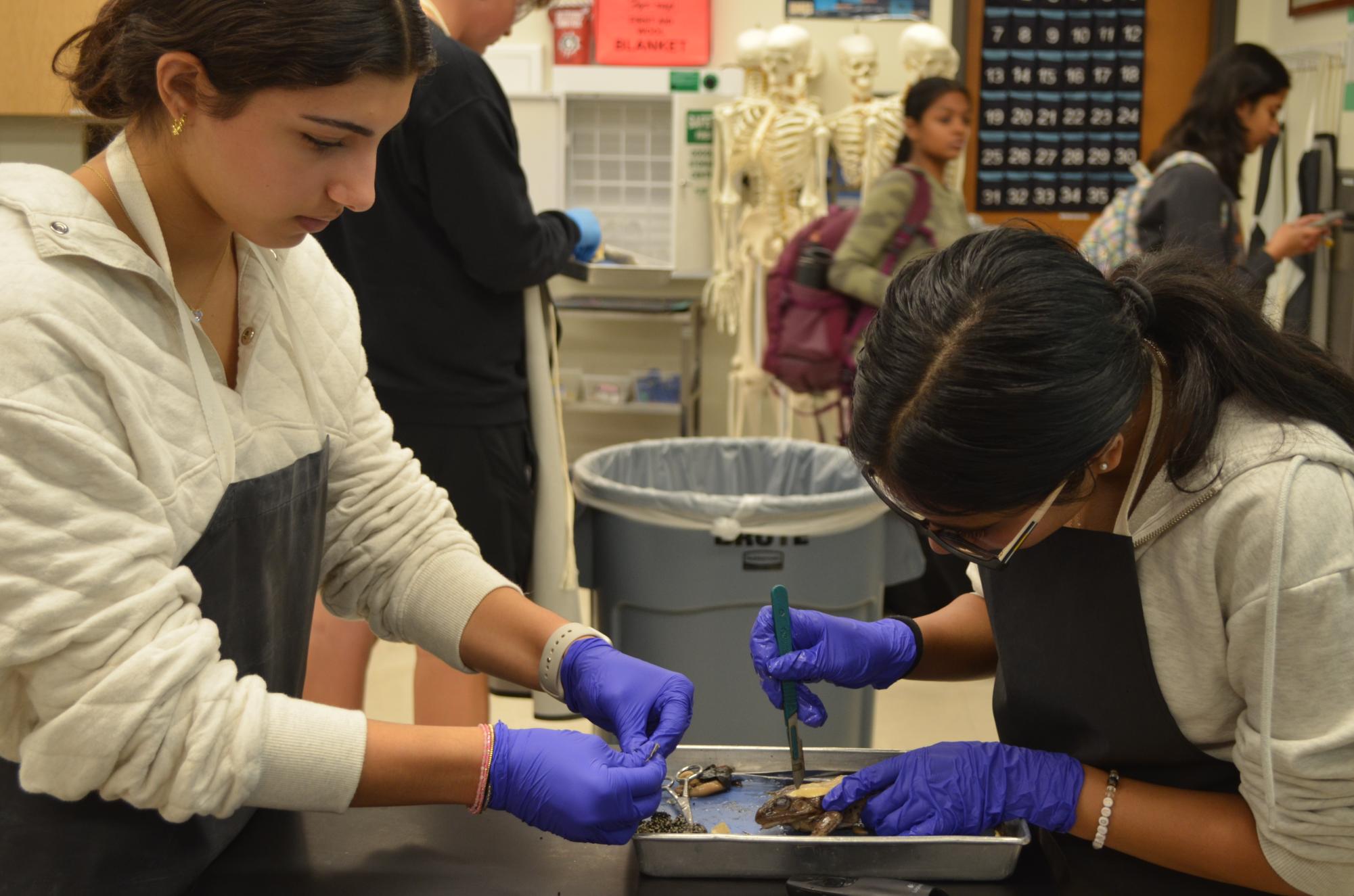 Anatomy and Dissection Club Leaps into Frog Dissection