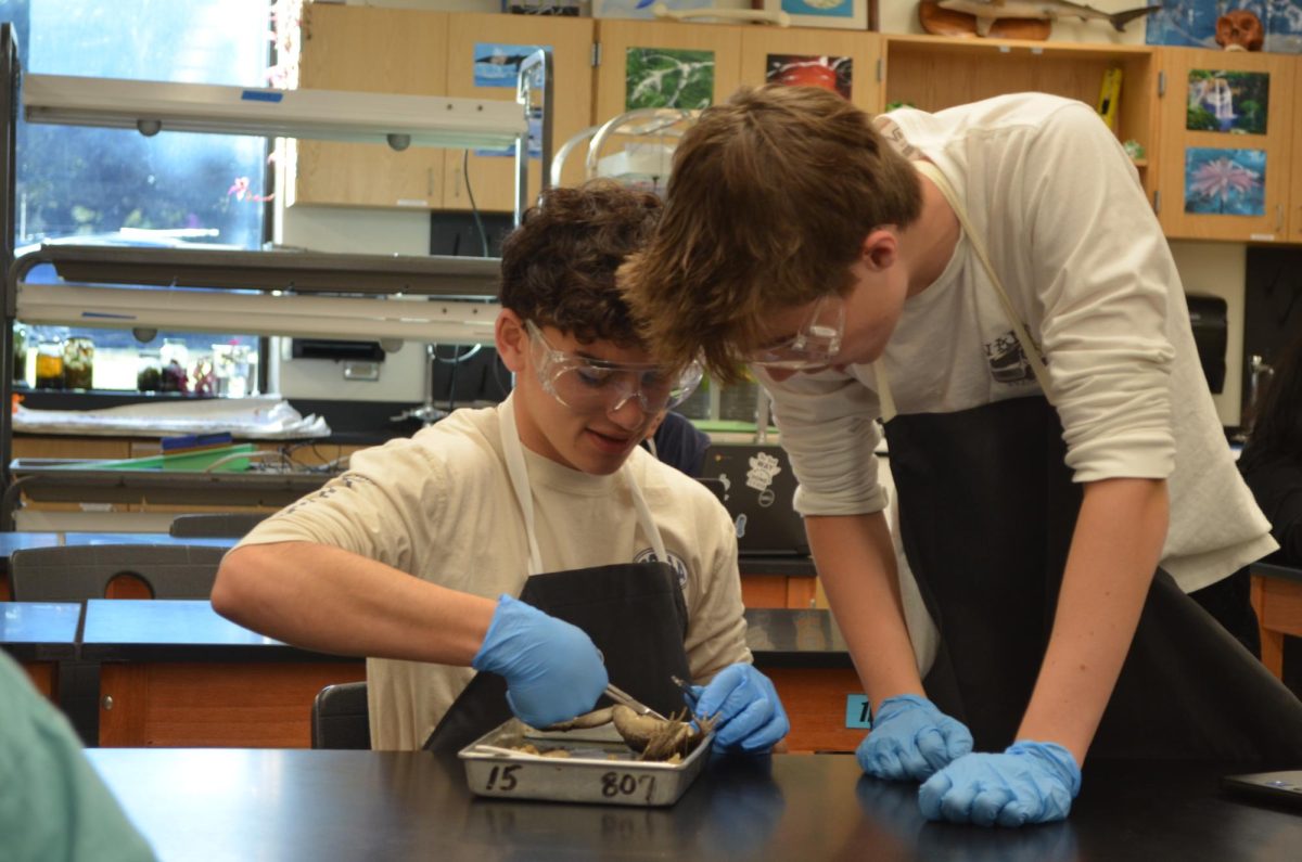 While Wyatt Powers '27 watches, Lucas Casco '27 dissects the frog. The pair worked together to interpret instructions and make incisions.