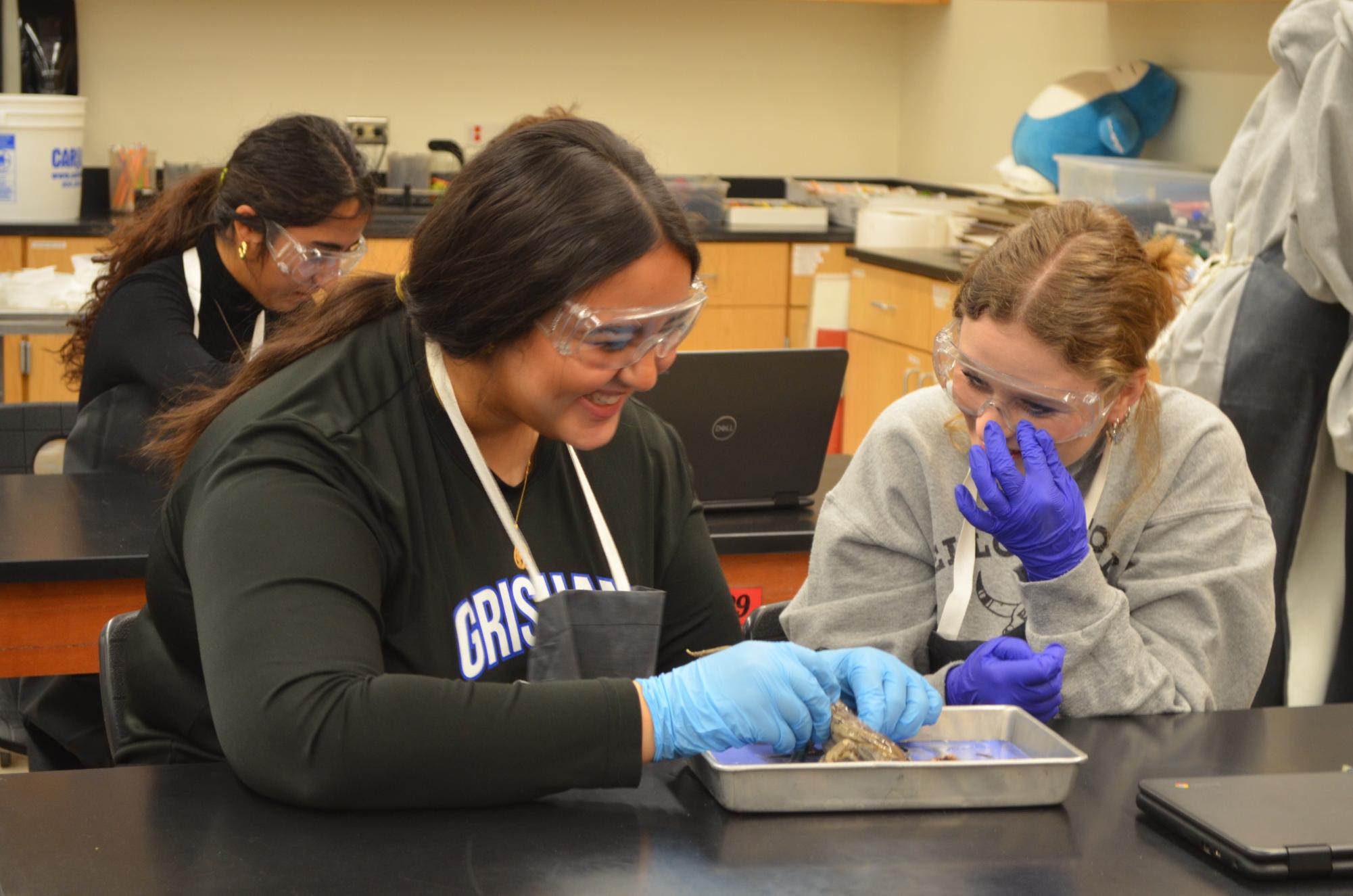 Anatomy and Dissection Club Leaps into Frog Dissection