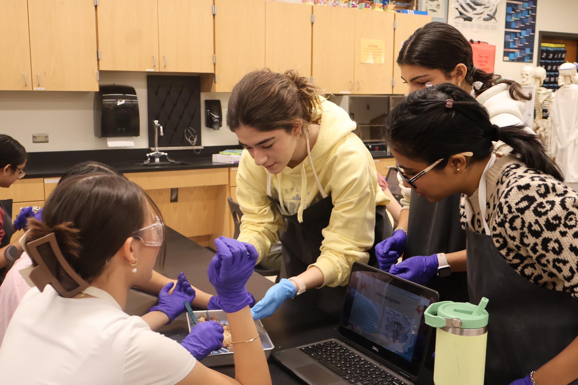 In a Pinch: Anatomy & Dissection Club Dissects Blue Crabs