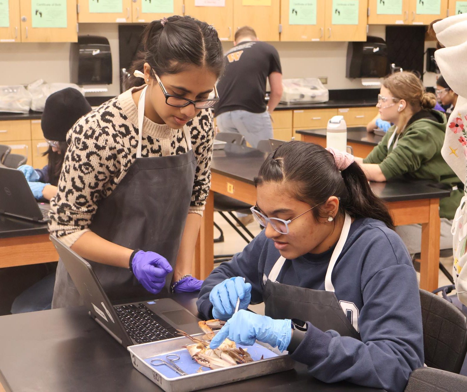 In a Pinch: Anatomy & Dissection Club Dissects Blue Crabs