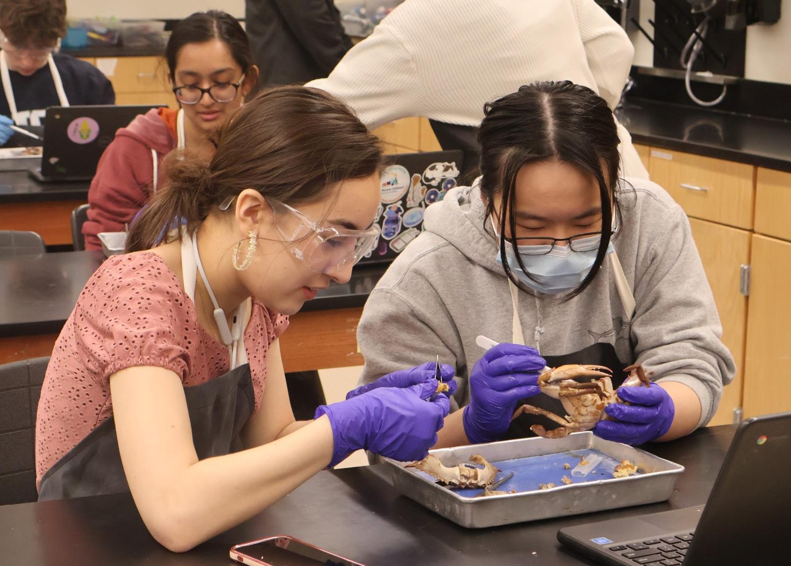 In a Pinch: Anatomy & Dissection Club Dissects Blue Crabs