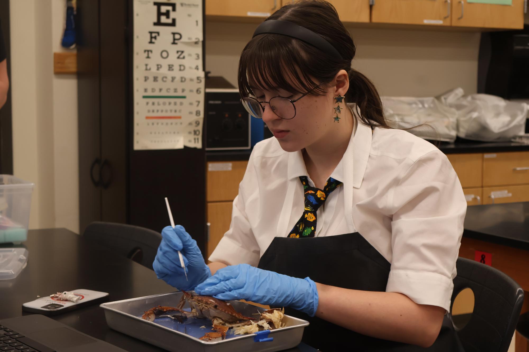 In a Pinch: Anatomy & Dissection Club Dissects Blue Crabs