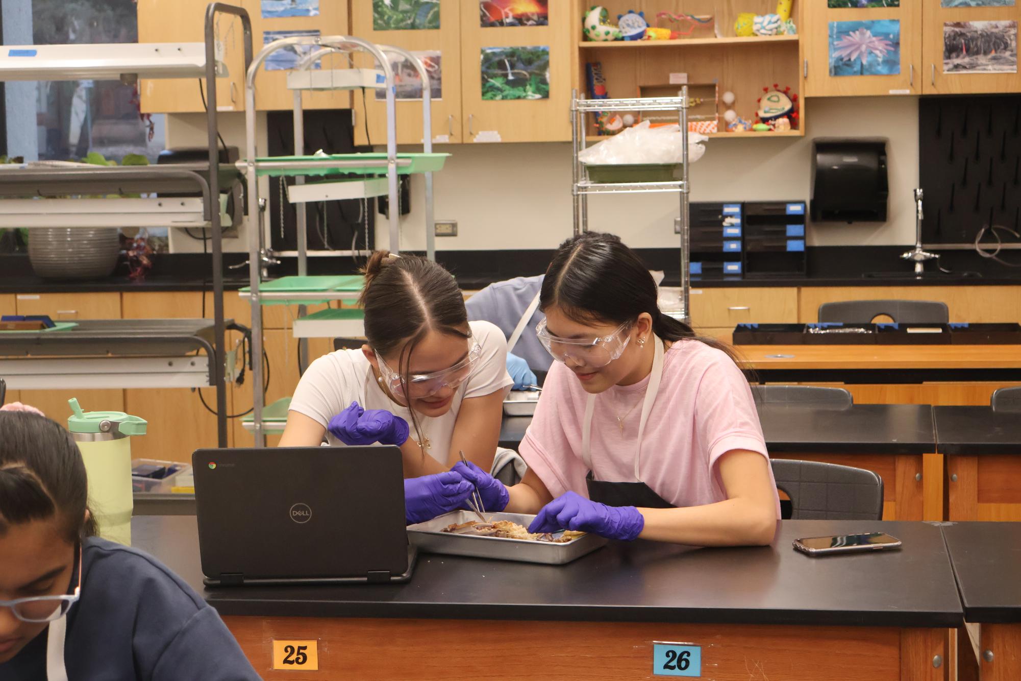 In a Pinch: Anatomy & Dissection Club Dissects Blue Crabs