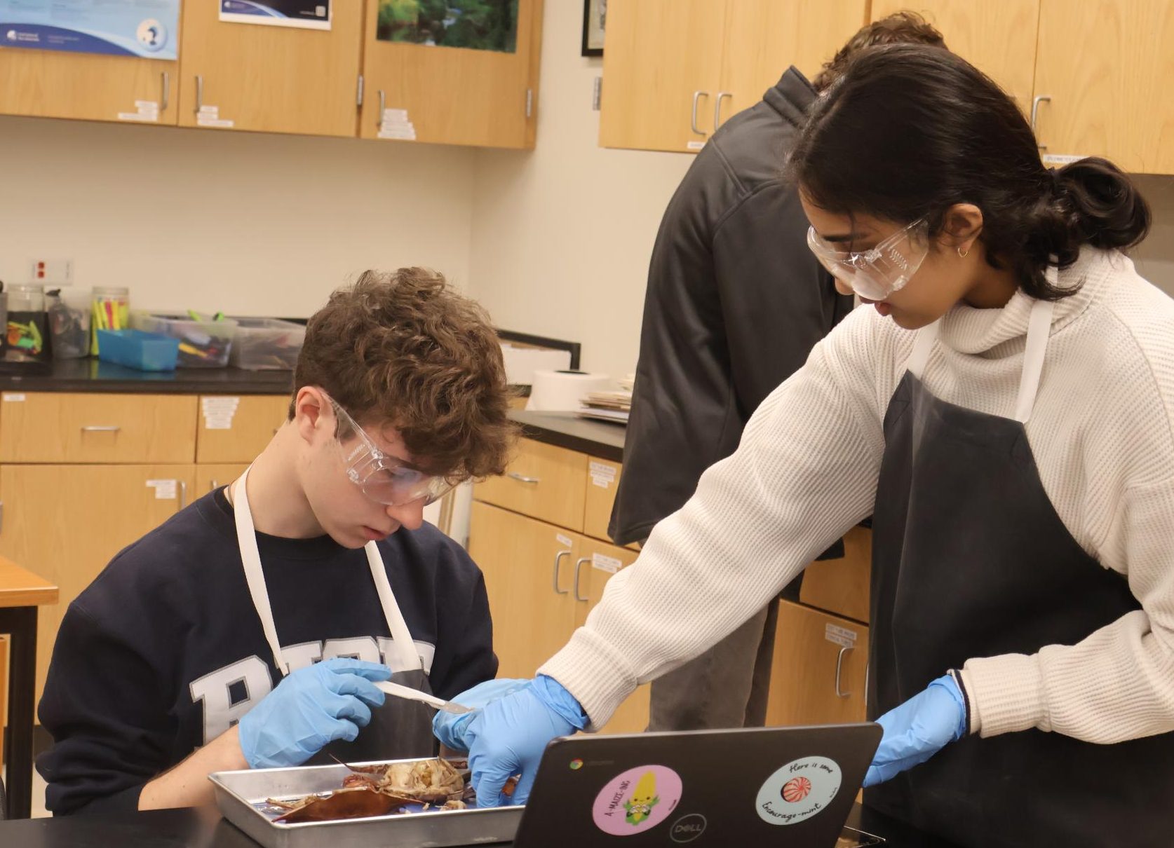 In a Pinch: Anatomy & Dissection Club Dissects Blue Crabs