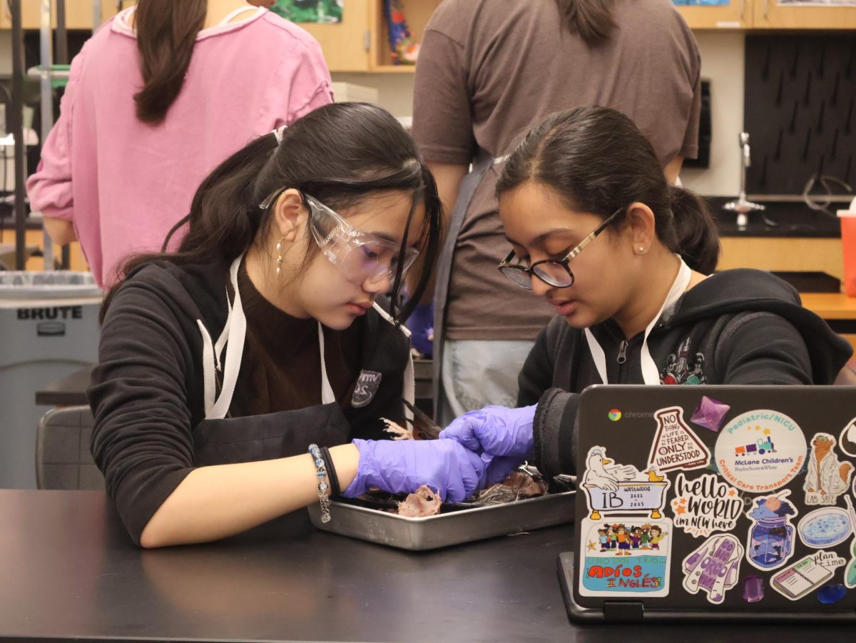 Working together, Elaine Liu '28 and Hasya Pamu '26 pick through their pigeon specimen. Most club members paired up for the dissection, allowing them to discuss the process and work through challenges as a team.