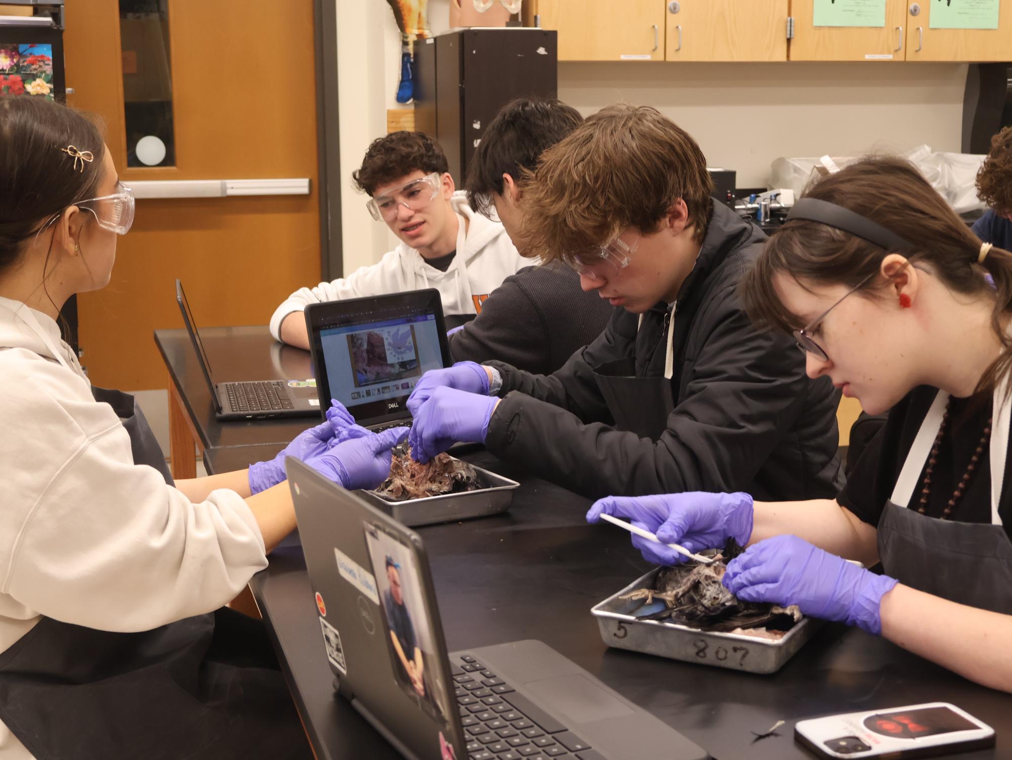 Bird’s Eye View: Anatomy & Dissection Club Observes Pigeon Anatomy