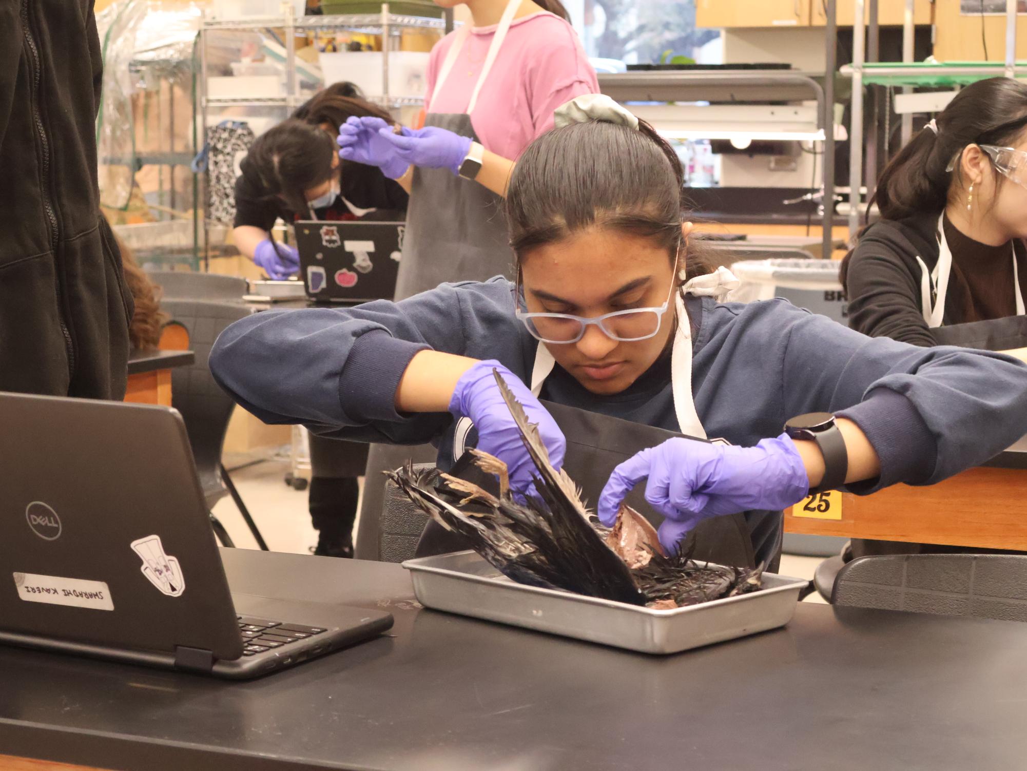 Bird’s Eye View: Anatomy & Dissection Club Observes Pigeon Anatomy