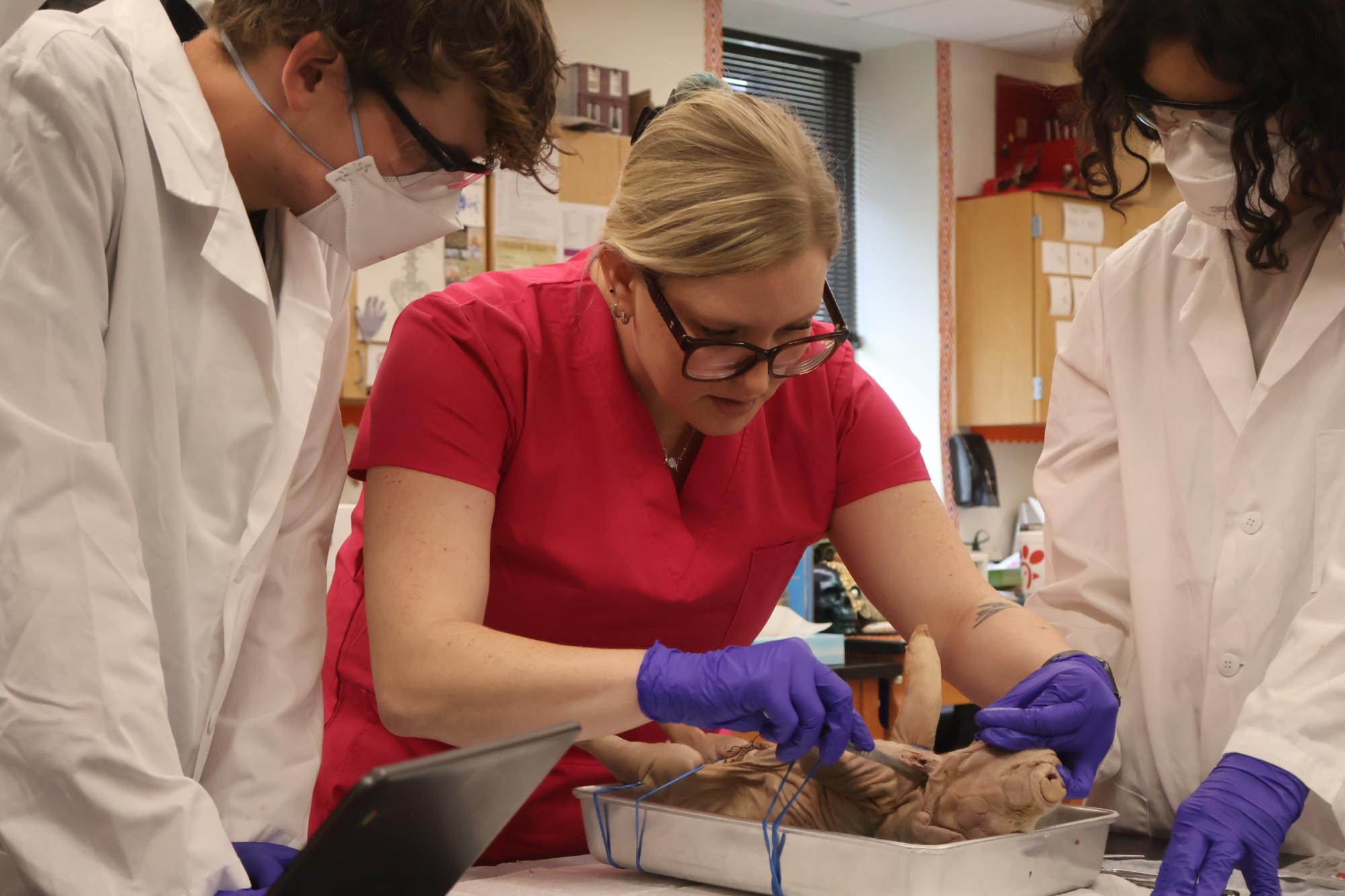 Forensics Students Perform Fetal Pig Autopsies