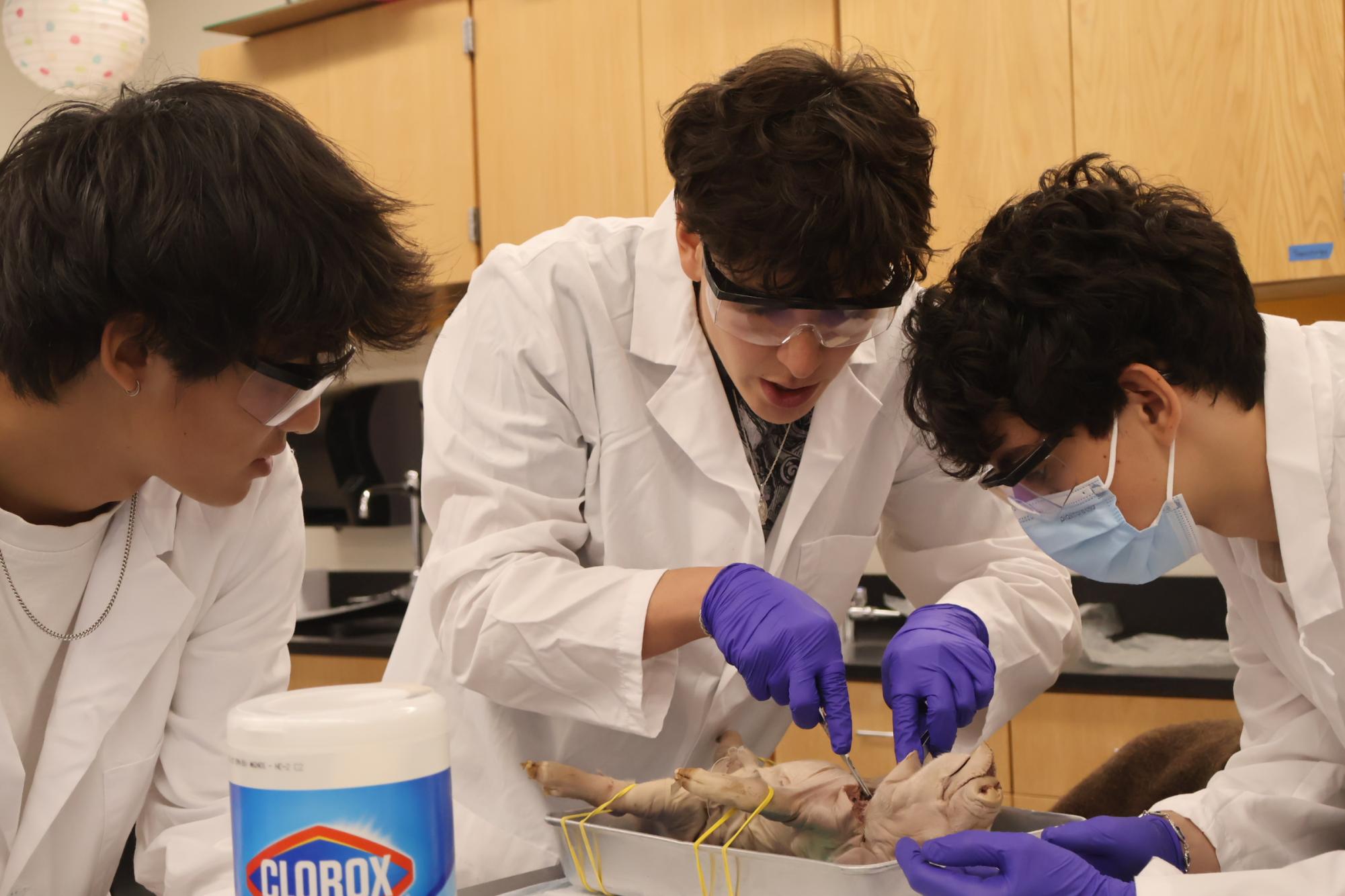 Forensics Students Perform Fetal Pig Autopsies