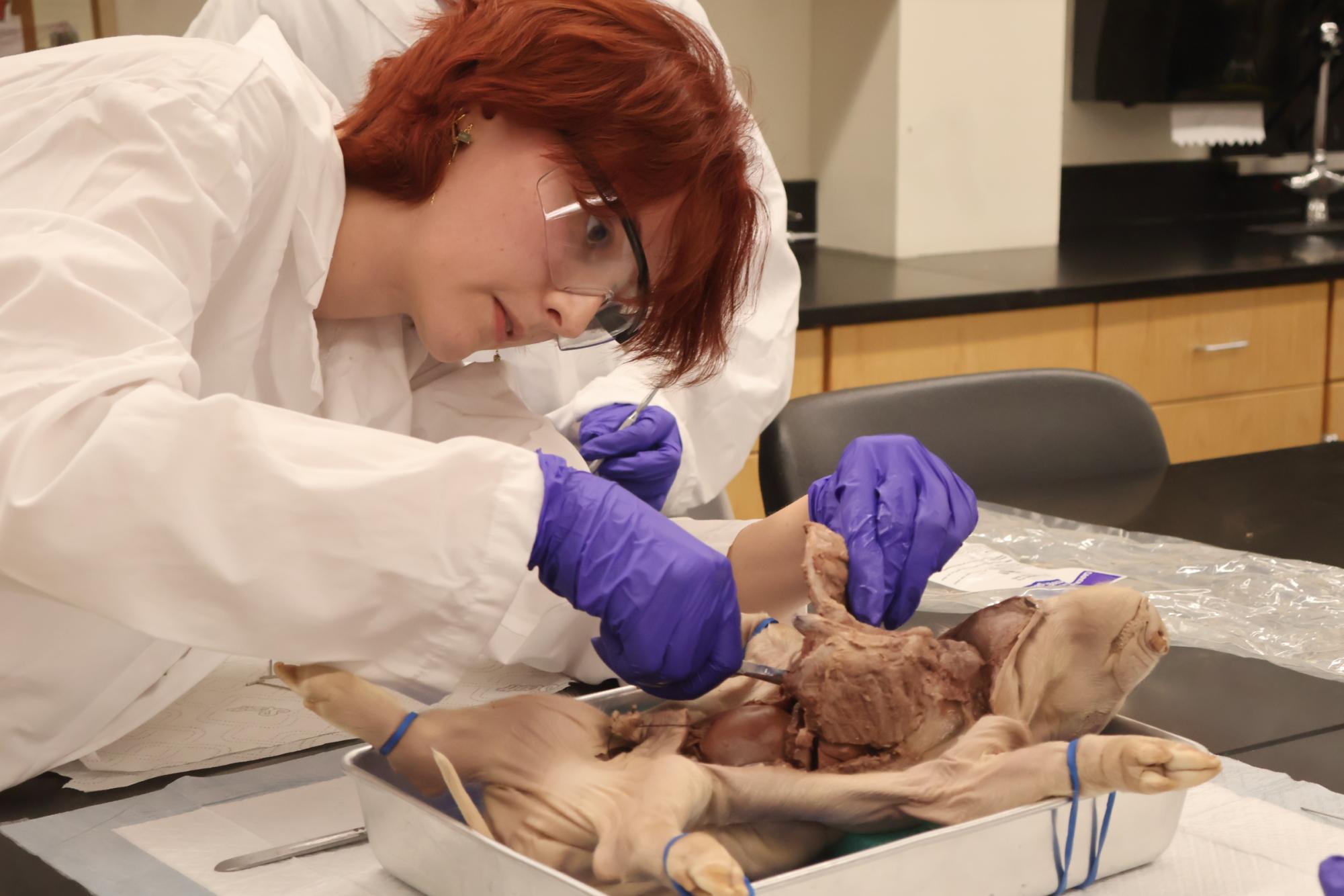 Forensics Students Perform Fetal Pig Autopsies